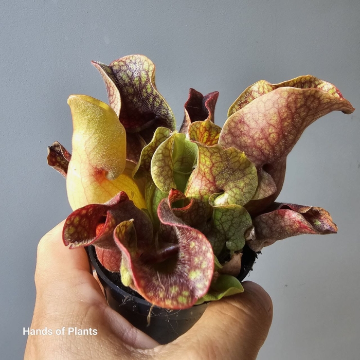 Jedna z sarracenia purpurea var. montana.jpg