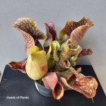 Oferowane sarracenia purpurea var. montana.jpg