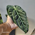 Porównanie dłoni do anthurium regale.jpg