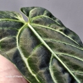 Mieniący się liść anthurium regale.jpg