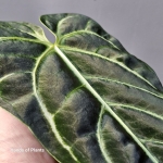 Mieniący się liść anthurium regale.jpg