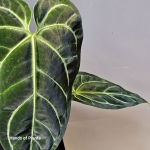 Rozeta liści anthurium regale.jpg
