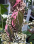 Wybarwione liście micans Pink Marble Variegata.jpg