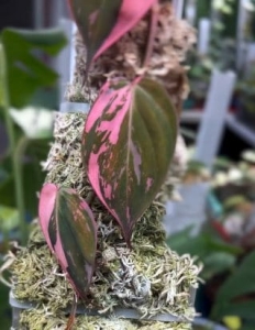 Philodendron micans Pink Marble Variegata