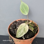 Ukorzenione węzły philodendron micans Pink Variegata.jpg