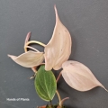 Matecznik philodendron micans Pink Variegata.jpg