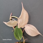 Matecznik philodendron micans Pink Variegata.jpg