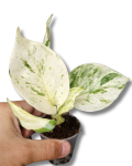 Epipremnum Happy Leaf s