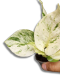 Epipremnum Happy Leaf s