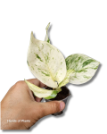 Epipremnum Happy Leaf s