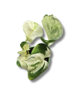 Epipremnum Happy Leaf s