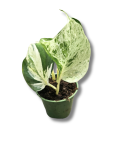 Epipremnum Happy Leaf s