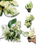 Epipremnum Happy Leaf
