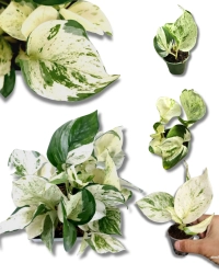Epipremnum  Happy Leaf - S