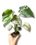 Monstera deliciosa Mint