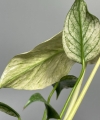 Monstera deliciosa Mint