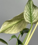 Monstera deliciosa Mint