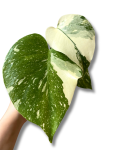 Monstera Creme Brulee