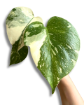 Monstera Creme Brulee