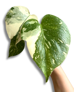 Monstera Burle Marx Flame  (1) (1)