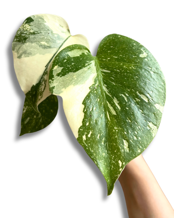 Monstera Creme Brulee