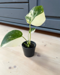 Monstera Creme Brulee