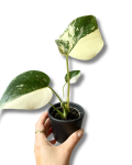 Monstera Creme Brulee