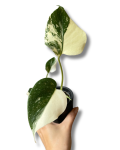 Monstera Creme Brulee
