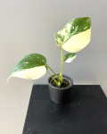 Monstera Creme Brulee