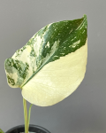 Monstera Creme Brulee