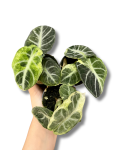 Alocasia Ninja Variegata