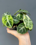 Alocasia Ninja Variegata przykładowe rośliny