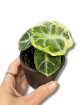 Alocasia Ninja Variegata