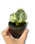 Alocasia Ninja Variegata