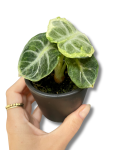 Alocasia Ninja Variegata