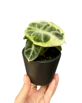 Alocasia Ninja Variegata