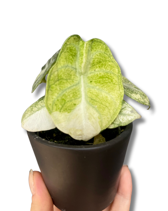 Alocasia Ninja Variegata
