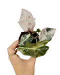 Alocasia Polly Pink Variegata