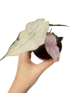 Alocasia cuprea 'Red Variegata' (1) (1) (1) (1)
