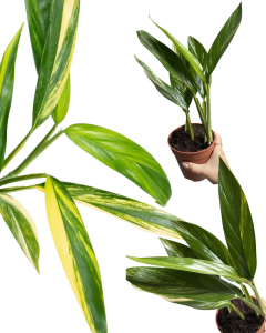 Epipremnum amplissimum Yellow Variegata