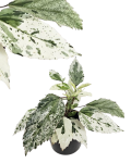 Hibiscus rosa sinensis variegata