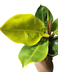 Philodendron melinonii Ghost