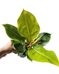 Philodendron melinonii Ghost