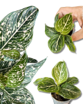 Aglaonema Tom's Pride