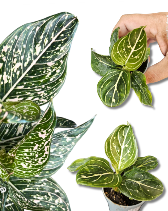Aglaonema Tom's Pride