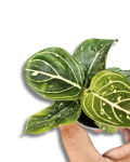 Aglaonema Tom's Pride