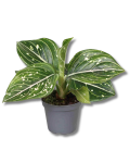 Aglaonema Tom's Pride