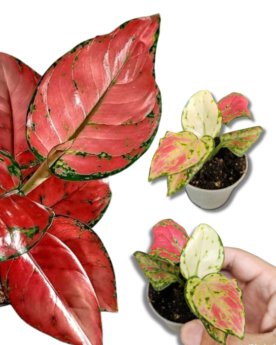 Aglaonema Tom's Pride