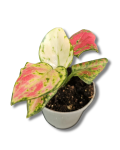 Aglaonema Lucky Red