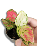 Aglaonema Lucky Red